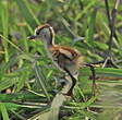 Jacana à poitrine dorée