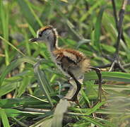 Jacana à poitrine dorée