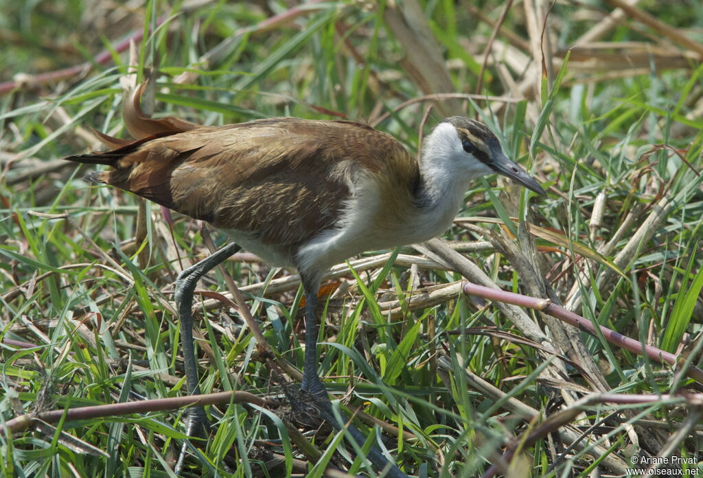 Jacana à poitrine doréeadulte