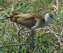 Jacana à poitrine dorée