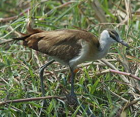 Jacana à poitrine dorée