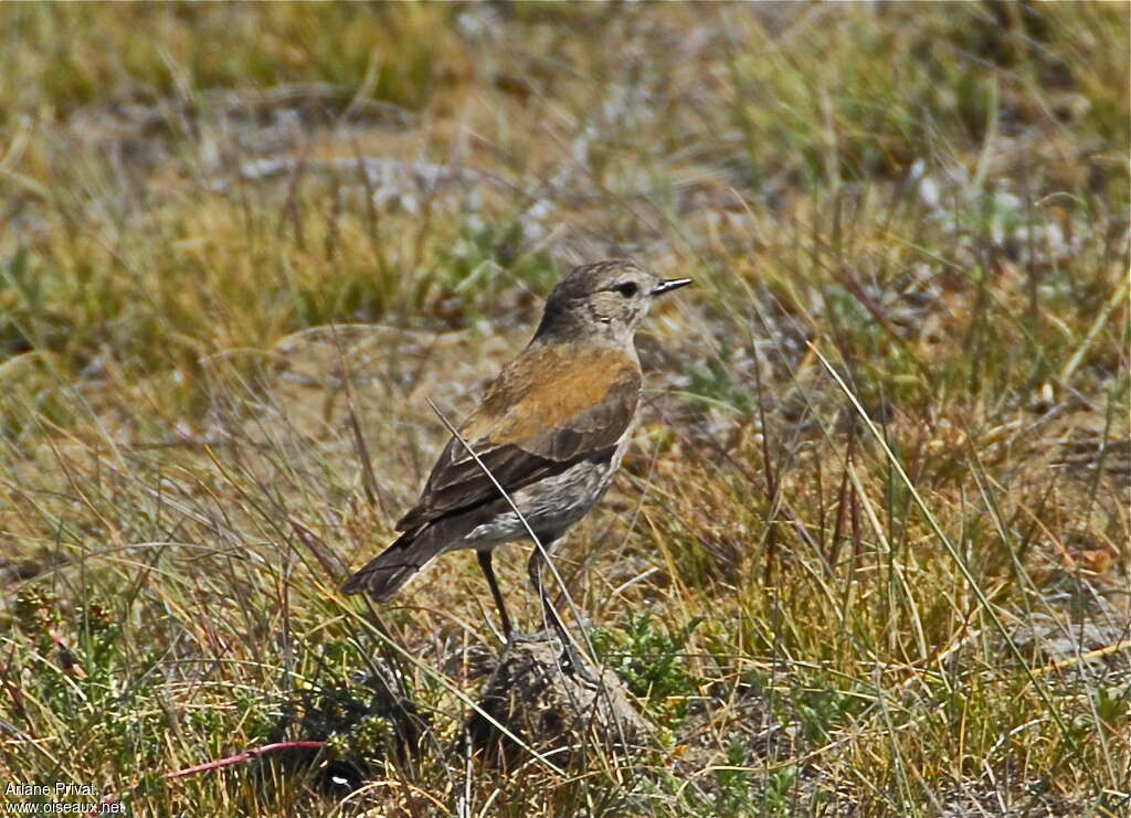 Andean Negrito female adult, identification