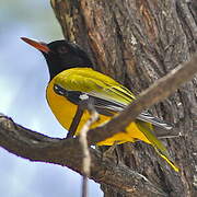 Black-headed Oriole