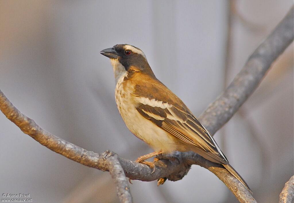 White-browed Sparrow-Weaver male