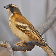 White-browed Sparrow-Weaver