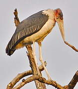 Marabou Stork