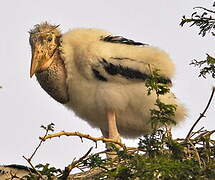 Marabou Stork