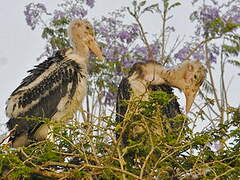 Marabou Stork