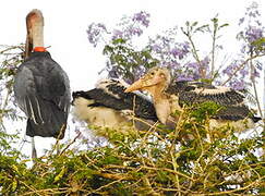 Marabou Stork