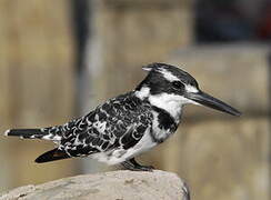 Pied Kingfisher