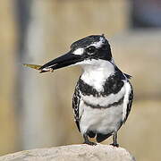 Pied Kingfisher