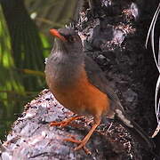 Abyssinian Thrush