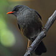 Somali Thrush