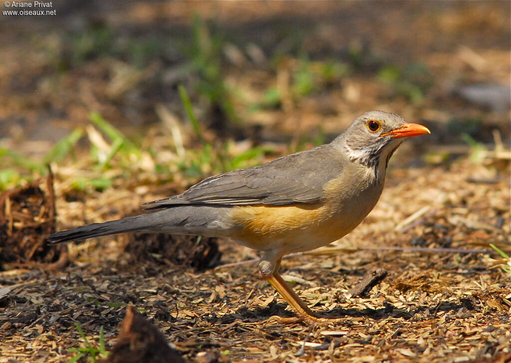 Kurrichane Thrush