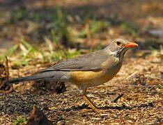 Kurrichane Thrush