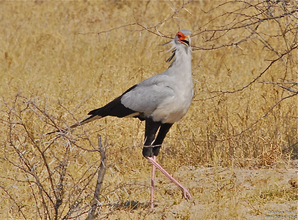 Secretarybird