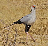 Secretarybird