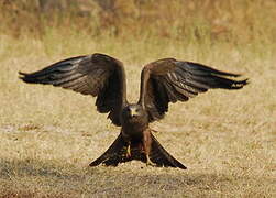 Yellow-billed Kite