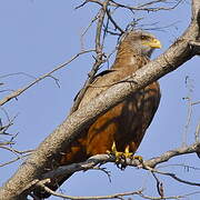 Yellow-billed Kite