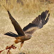 Yellow-billed Kite