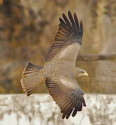 Yellow-billed Kite