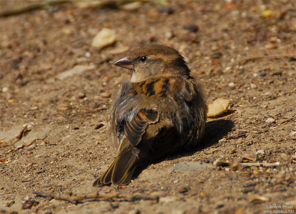 House Sparrow female