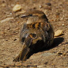 Moineau domestique