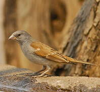 Moineau sud-africain