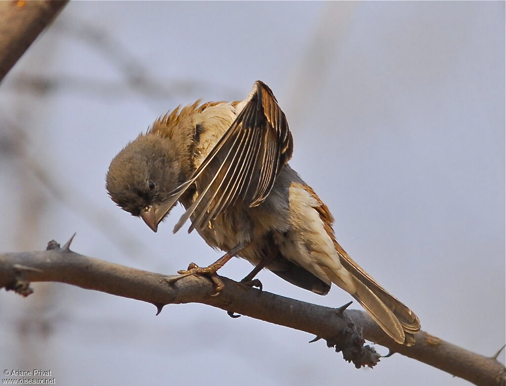 Moineau sud-africain