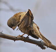 Southern Grey-headed Sparrow