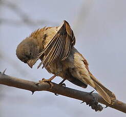 Moineau sud-africain