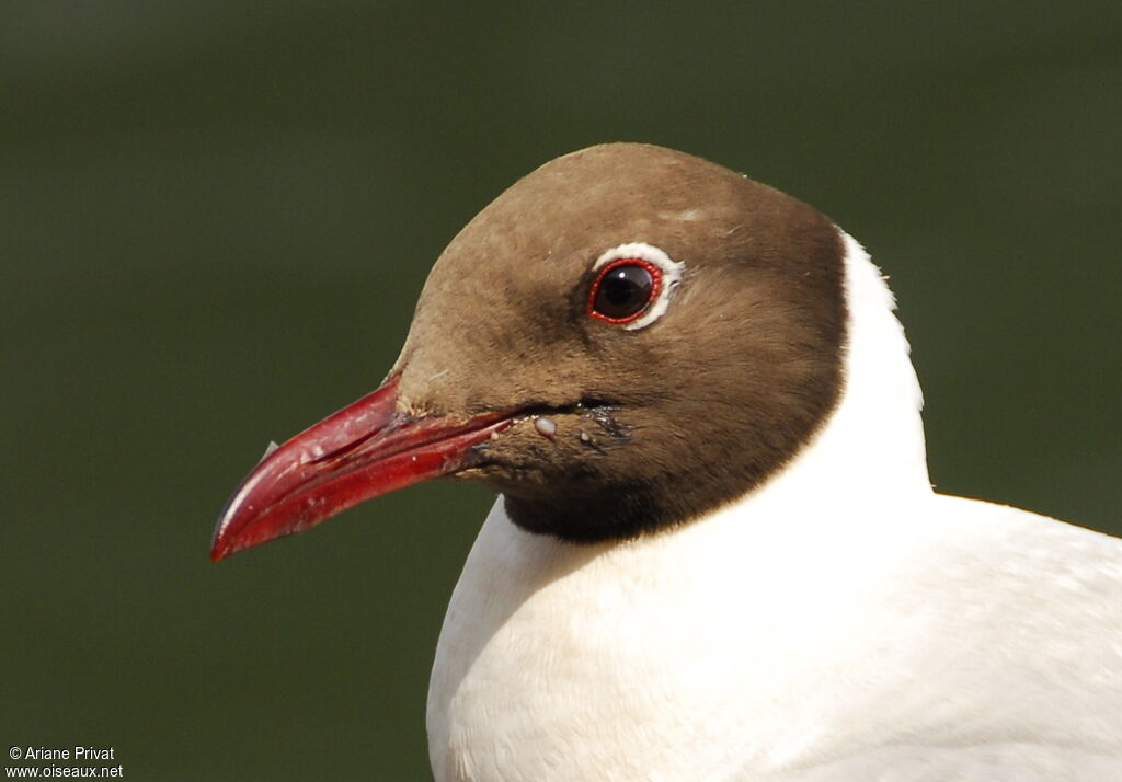 Mouette de Patagonie