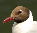 Mouette de Patagonie