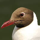Mouette de Patagonie