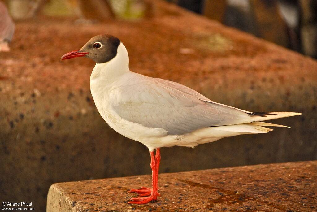 Mouette de Patagonie