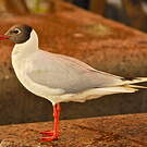 Mouette de Patagonie