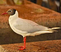 Brown-hooded Gull