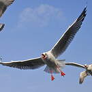 Mouette du Tibet