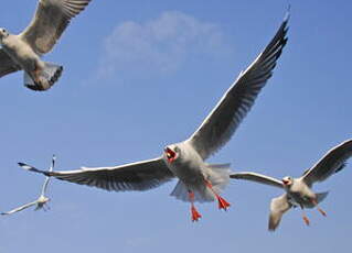 Mouette du Tibet