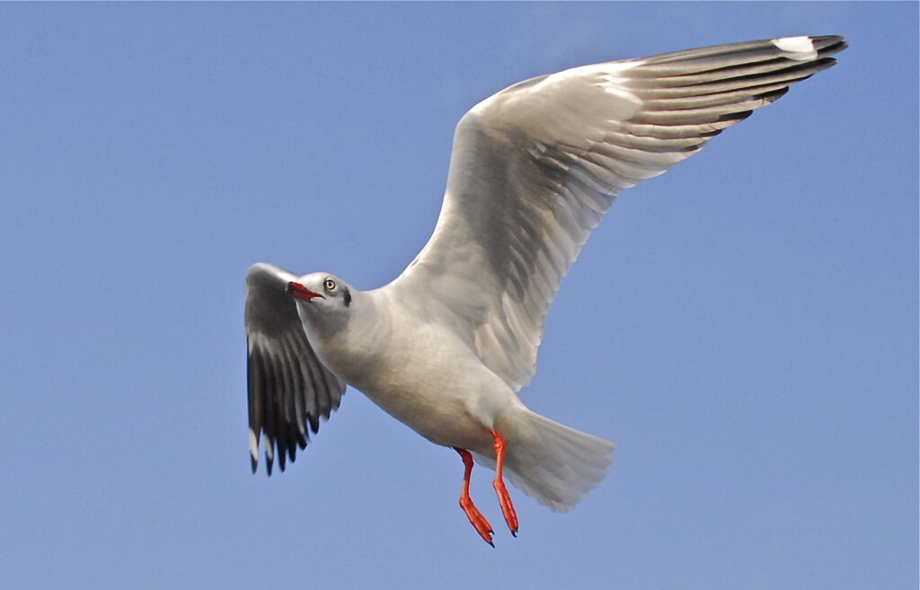 Mouette du Tibet