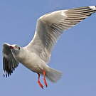 Mouette du Tibet