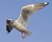 Mouette du Tibet