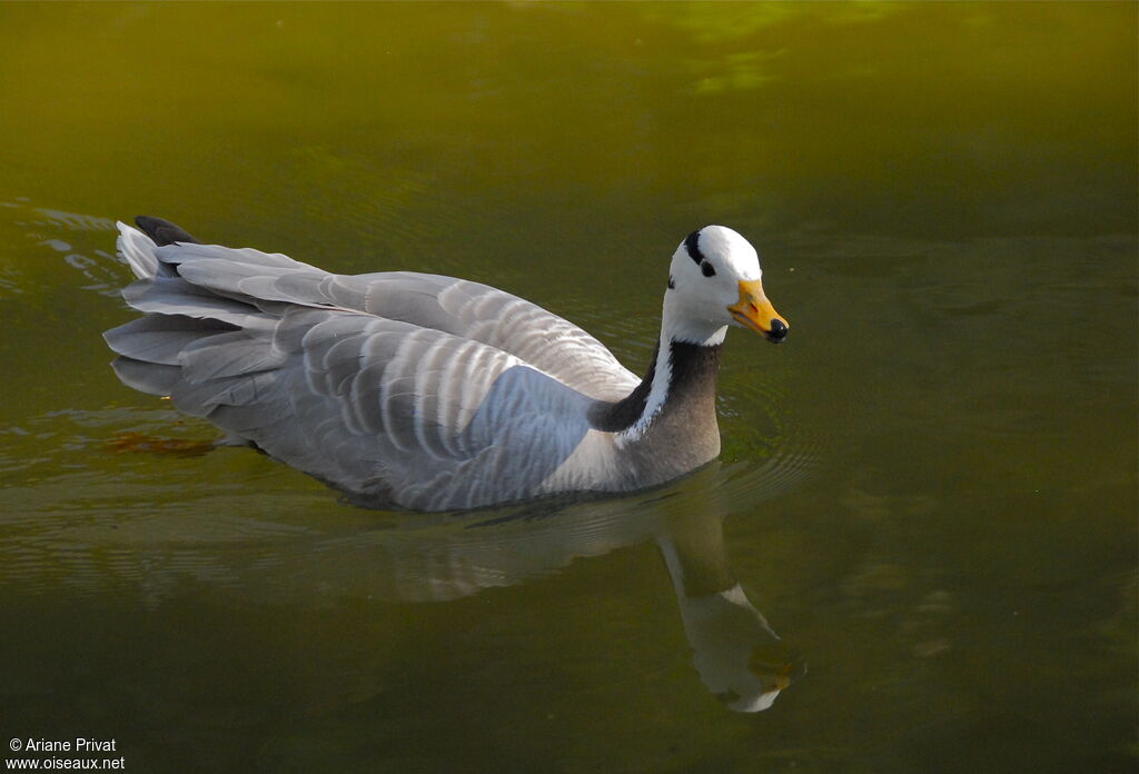 Bar-headed Goose