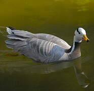 Bar-headed Goose