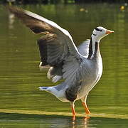 Bar-headed Goose