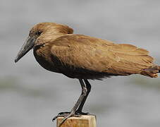 Hamerkop