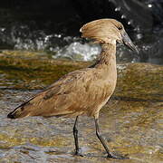 Hamerkop