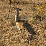 Kori Bustard