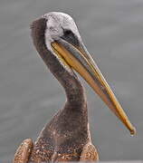 Peruvian Pelican