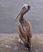 Peruvian Pelican